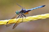 Dragonfly On A Rope_13175